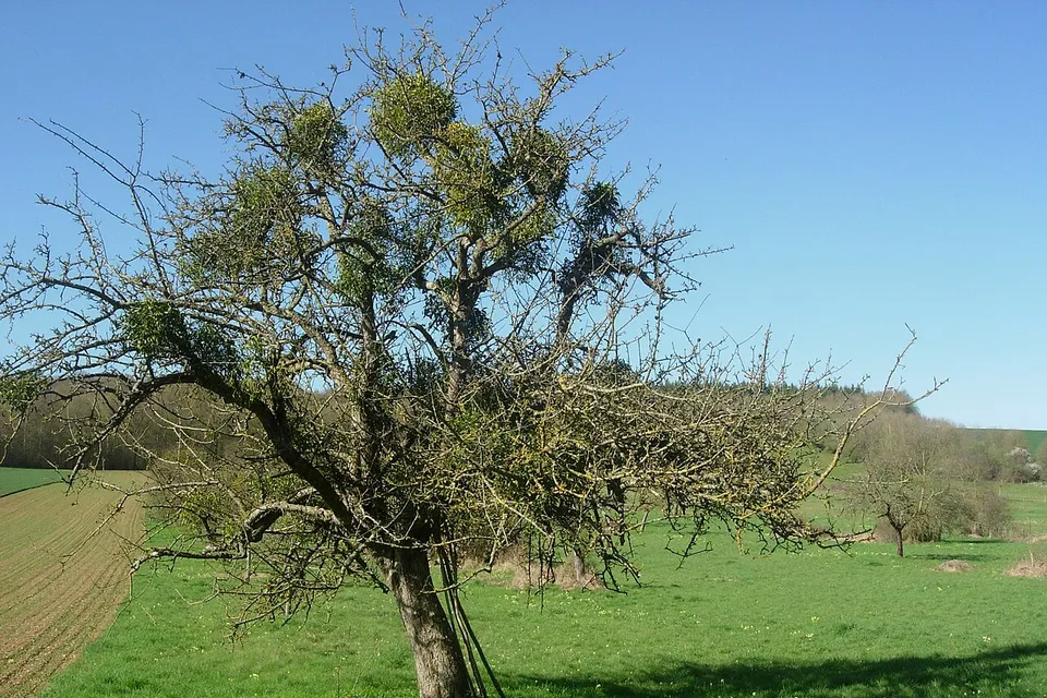 Estissac
