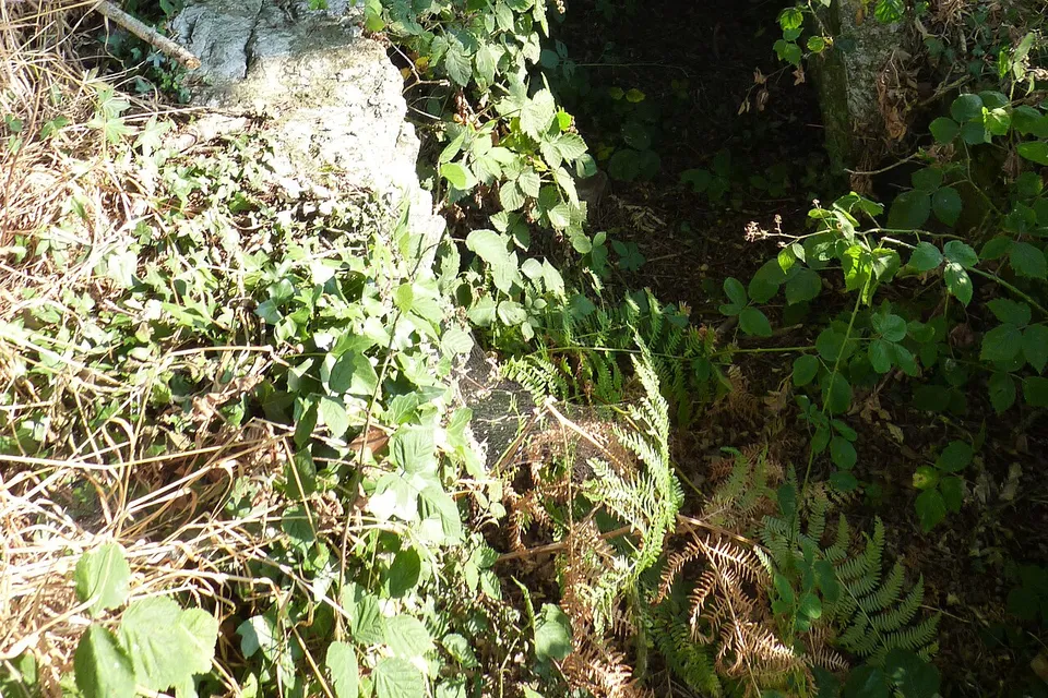 Plénée-Jugon