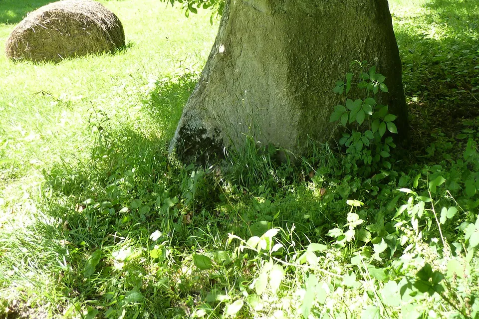 Plouvara